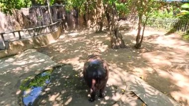 Pigme su aygırı Chonburi, Tayland 'da çevresini keşfediyor.