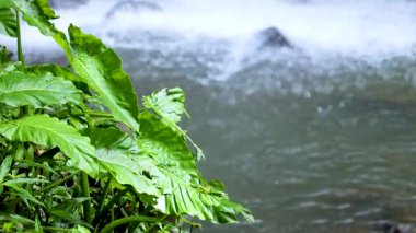 Dorrigo, NSW 'de akan bir şelalenin yanında canlı yeşil yapraklar. Parlak doğal ışıklandırma dingin, bereketli ortamı güçlendirir.