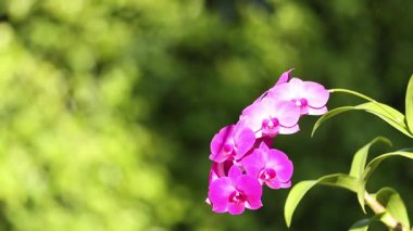 Mor orkide rüzgarda hafifçe sallanıyor.