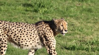 Avustralya Hayvanat Bahçesi 'nde çita çimlerde yürüyor