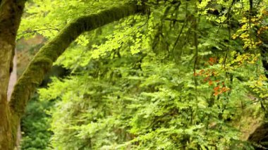 Ormanda yemyeşil yapraklar ve dallar