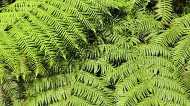 Titrek yeşil eğrelti otları doğal ışıkta yavaşça sallanarak dingin ve yemyeşil bir orman atmosferi yaratır.