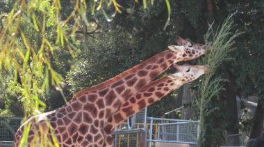Melbourne Hayvanat Bahçesi 'nde yaprak yiyen iki zürafa