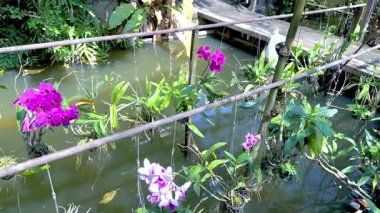Orchids displayed over water in a garden setting