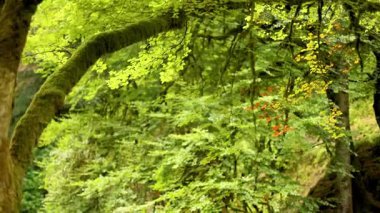 Lush green forest canopy with sunlight filtering through