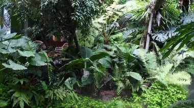 Tropikal ormanda yoğun yeşillik ve sis