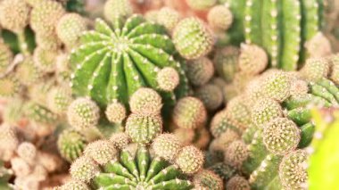 Echinopsis cacti showcased at floating market