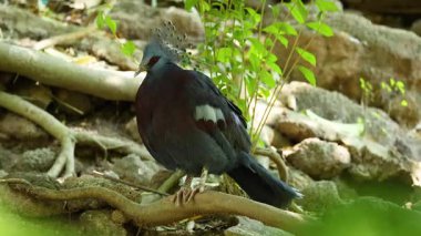 Pigeon perched on branch at Chonburi zoo