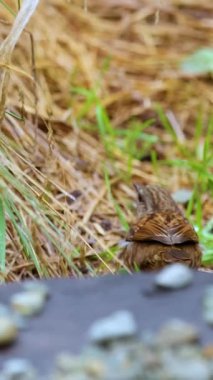 A dunnock explores a grassy area, searching for food. Natural lighting highlights its detailed plumage and the lush environment