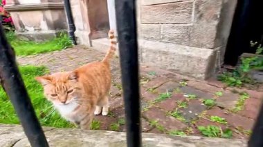 A cat walking around a garden area