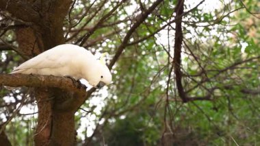 Ağaç dalına konmuş bir papağan.