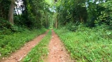 A serene walk on a forest dirt road