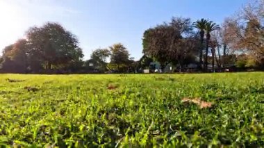 Grass field with trees and clear sky