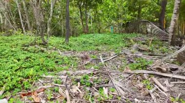 Yoğun yeşillik ve dağınık molozlarla dolu yemyeşil mangrov ormanlarının doğal gün ışığında yakalanan hava manzarası.