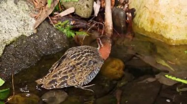 Melbourne Müzesi 'ndeki kuş havuzu gezme alanı