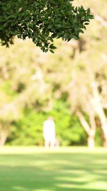 Sakin bir park sahnesinde yapraklı ağaçların altında yürüyen biri, yumuşak sabah ışığında yakalanmış.