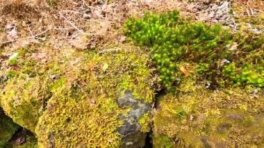 Yosun doğal ortamda kayaların üzerinde gelişir.
