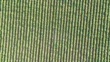 İnsansız hava aracı geniş yeşil mahsul sıralarını yakalıyor