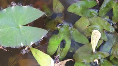 Zambakların arasında yüzen kurbağa yavruları