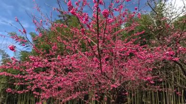 Pembe çiçekler ağaçların dallarında açar gökyüzüne karşı