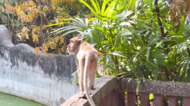 Maymun, Chonburi hayvanat bahçesindeki çevreyle etkileşim halindedir.