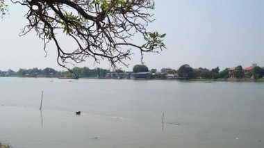 Ağaç dalları ile sakin su yüzeyi