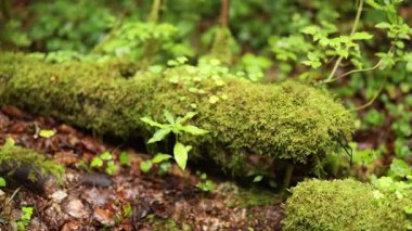 Yeşillik Dunkeld ormanındaki yosunlu kütük