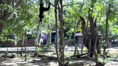 Gibbon zarif bir şekilde yemyeşil ağaçların arasında sallanıyor.