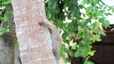 Maymun yemyeşil bir çevrede ağaca tırmanıyor.