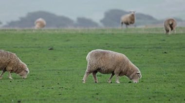 Yeşillik bir tarlada ot yiyen koyunlar