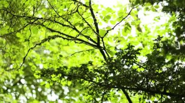 Dunkeld, İskoçya 'da taze yeşil yapraklar