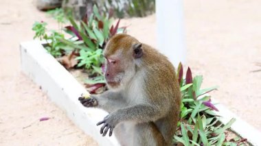 Maymun bahçe yatağının yanında yemekten hoşlanır.