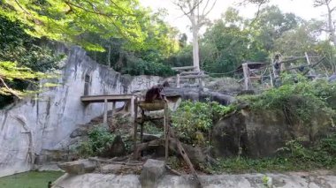 Orangutan hayvanat bahçesinin çevresini keşfediyor.