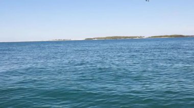 Martı dalıyor ve okyanusta balık yakalıyor.