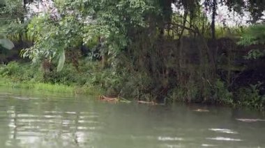 Sakin nehir yemyeşil bitki örtüsünü geçiyor