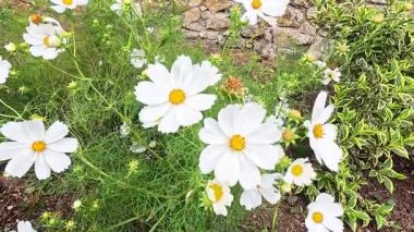 Bahçede açan beyaz kozmos çiçekleri