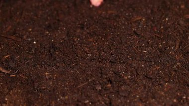 Bir el, parlak ışık altında, zengin, karanlık toprakta delikler açar. Bahçe düzenine tohum ekmeye hazırlanır.