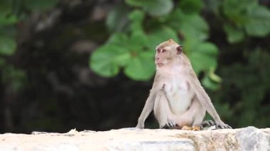 Sahilde maymunlar yürüyor ve etrafı gözetliyor.