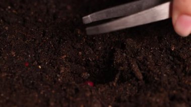 Yumuşak ışığın altında zengin, karanlık toprağa fasulye tohumu eken ellerin yakın çekimi.