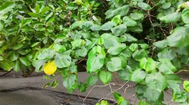 Bereketli yeşil yapraklar ve sarı meyveler rüzgarda sallanıyor, tropik bir ortamda doğal ışıklandırmayla yakalandılar.