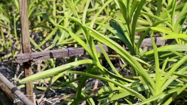 Parlak güneş ışığı altındaki canlı yeşil Waling-Waling bitkilerinin verimli yeşilliklerini ve doğal gelişimlerini detaylı bir şekilde gösteriyor.