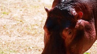 Chonburi hayvanat bahçesinde beslenen su aygırı.