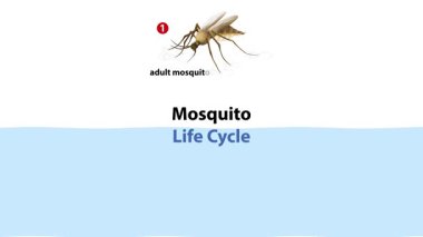 Sivrisinek gelişimi aşamalarını yumurtadan yetişkinliğe taşır.