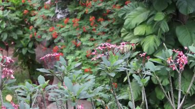 Pembe frangipani çiçekleri yemyeşil yaprakların arasında