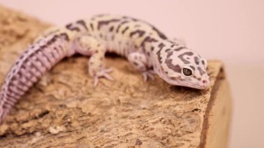 Bir leopar kertenkelesi yumuşak ışıklandırmayla ahşap bir yüzey boyunca hareket eder, kendine özgü desenlerini ve tuhaf davranışlarını gösterir.