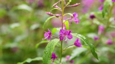 Yağmur ormanlarında çiçeğe yakın çekim