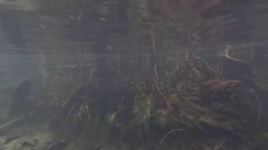 Temiz su kökleri ve su yaşamını ortaya çıkarır.