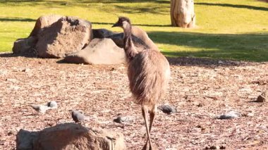 Devekuşu yürüyor ve çevresini keşfediyor.