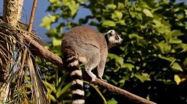 Lemur hayvanat bahçesindeki ağaç dalına tırmanıyor.