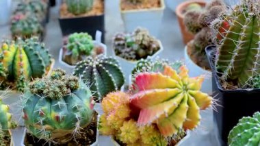 Marketteki saksılarda sergilenen canlı kaktüsler, doğal ışıklandırma altında çeşitli şekiller ve renkler sergiliyor.